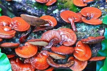 Hepatoprotection, Nephroprotection, Cardioprotection of Ganoderma