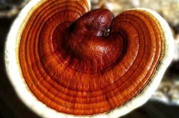 Phylogenetics of Ganoderma
